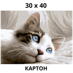 Mazari Картина по номерам Котик на картоне 30х40 см / раскраска по номерам кот кошка / картинки для раскрашивания / творчество / для детей - изображение