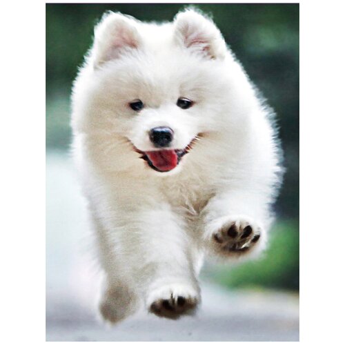 Алмазная мозаика 20х30 на подрамнике, алмазная вышивка 20*30, алмазная живопись 30х20, 30*20, Наборы с круглыми стразами, собака