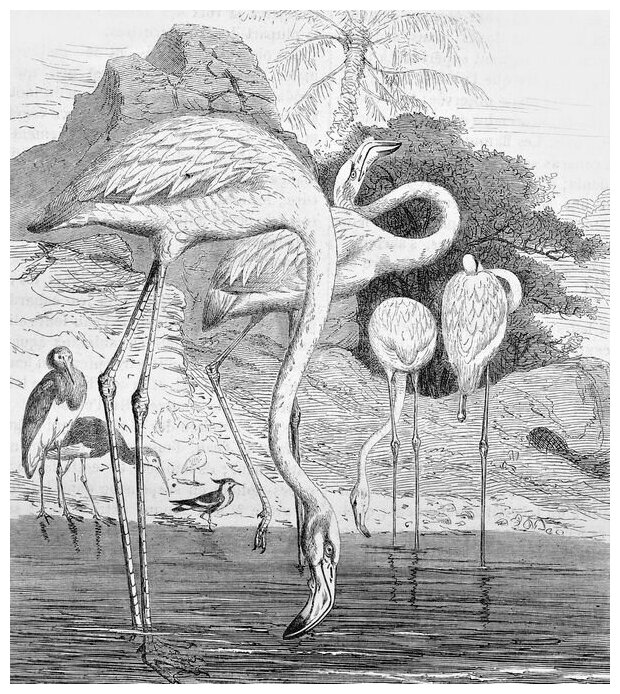 Постер на холсте Фламинго (Flamingo) №2 60см. x 67см.