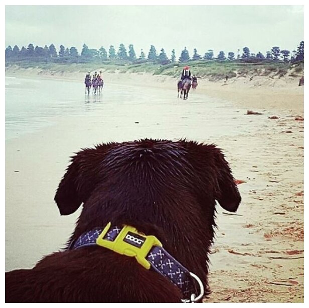 Ошейник для собак DOOG "Odie", серо - желтый, XS, 16-25см (Австралия) - фотография № 2