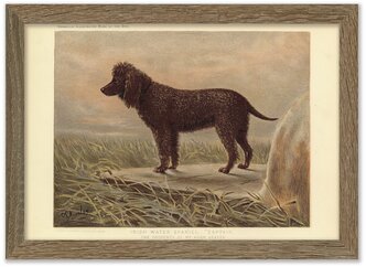 Картина 30х21 в раме ,"Ирландский водный спаниель" из книги собак 1881 г.