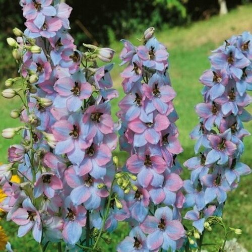 Дельфиниум высокий Моргентау