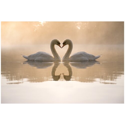 Фотообои Уютная стена Лебеди в форме сердечка на воде 410х270 см Виниловые Бесшовные (единым полотном)