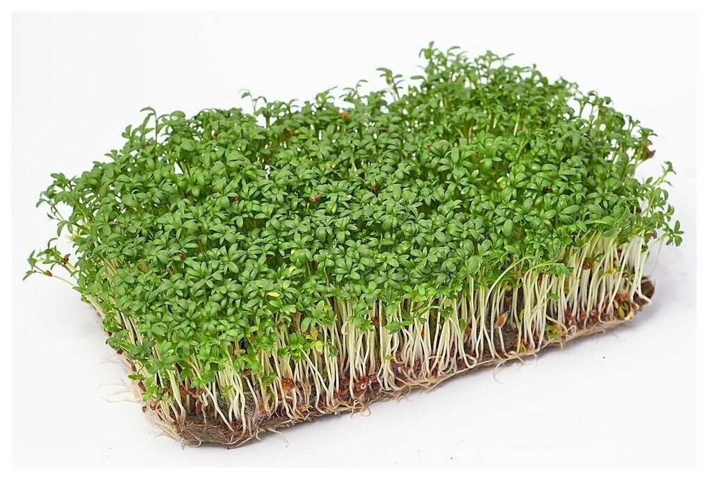Джутовые коврики для выращивания микрозелени 50шт - фотография № 4