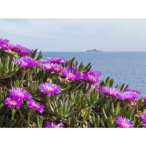 Карпобротус съедобный (лат. Carpobrotus edulis) семена 20шт + подарочек