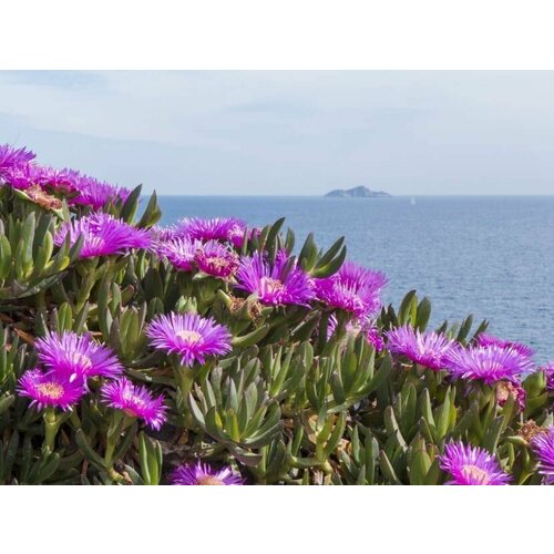 Карпобротус съедобный (лат. Carpobrotus edulis) семена 20шт + подарочек