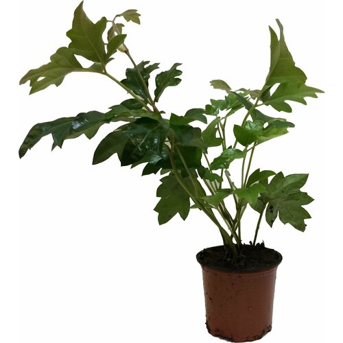 Растение Циссус 15 см