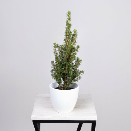 Ель Коника (D-9, H-30)