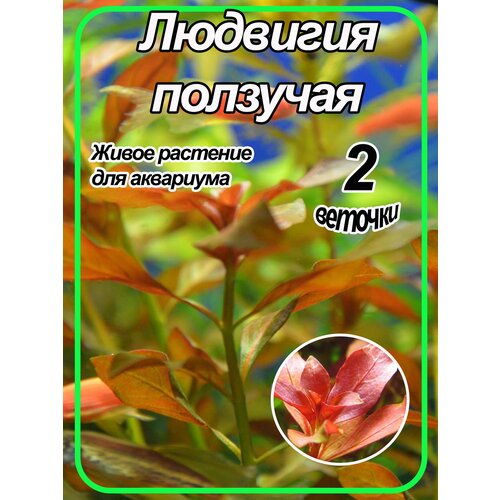 Людвигия ползучая (Ludwigia repens). Живое аквариумное растение.