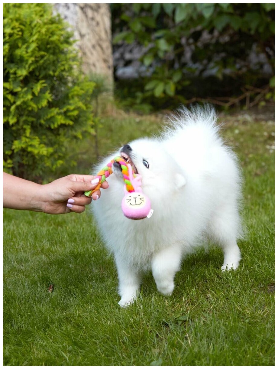 Игрушка для собак Japan Premium Pet подвешивающийся кролик. - фотография № 6