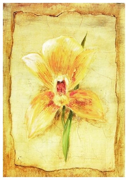 Репродукция на холсте Ирис (Iris) №2 Виттар Риан 30см. x 43см.