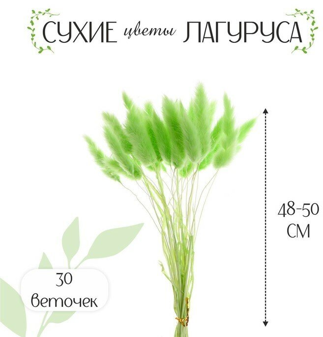 SUI Сухие цветы лагуруса, набор 30 шт, цвет зелёный