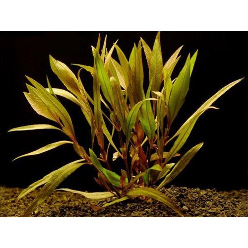 Акционный набор для новичков - 2