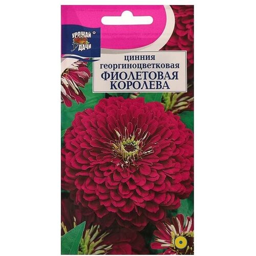 Семена цветов Цв Цинния георгин Фиолетовая королева,0,3 гр 3 шт