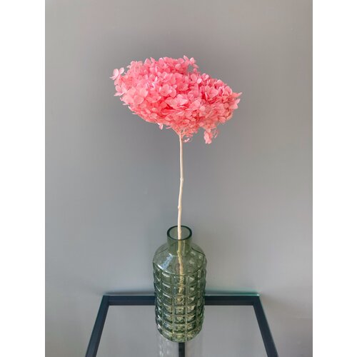 Гортензия ярко-розовая / Сухоцветы для флористов, для декора, для творчества.