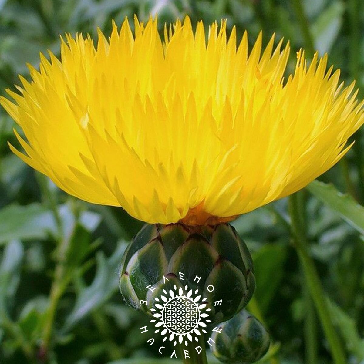 Семена Василек желтый (лат. Centaurea macrocephala) 30шт от Green Legacy