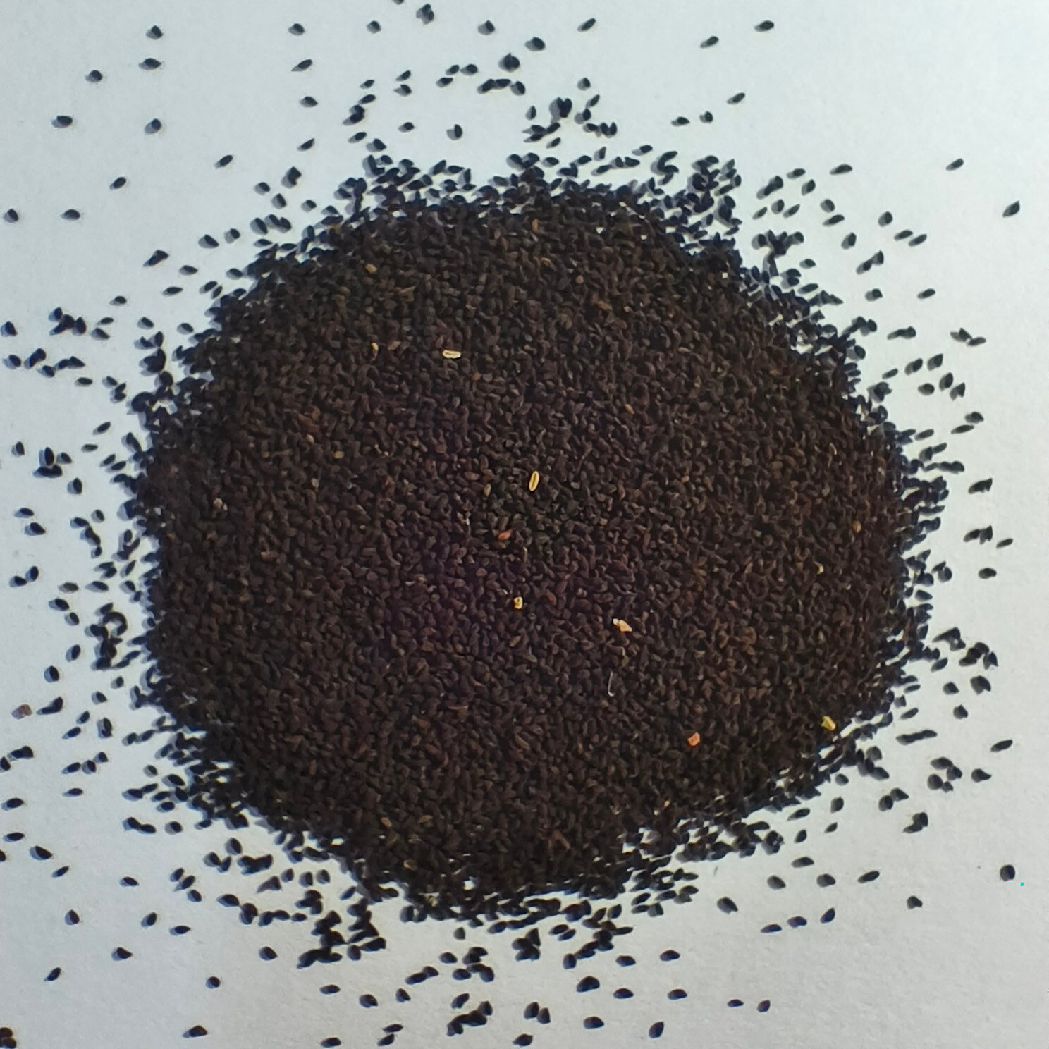 Семена гейхера кроваво-красная для посадки 500 штук