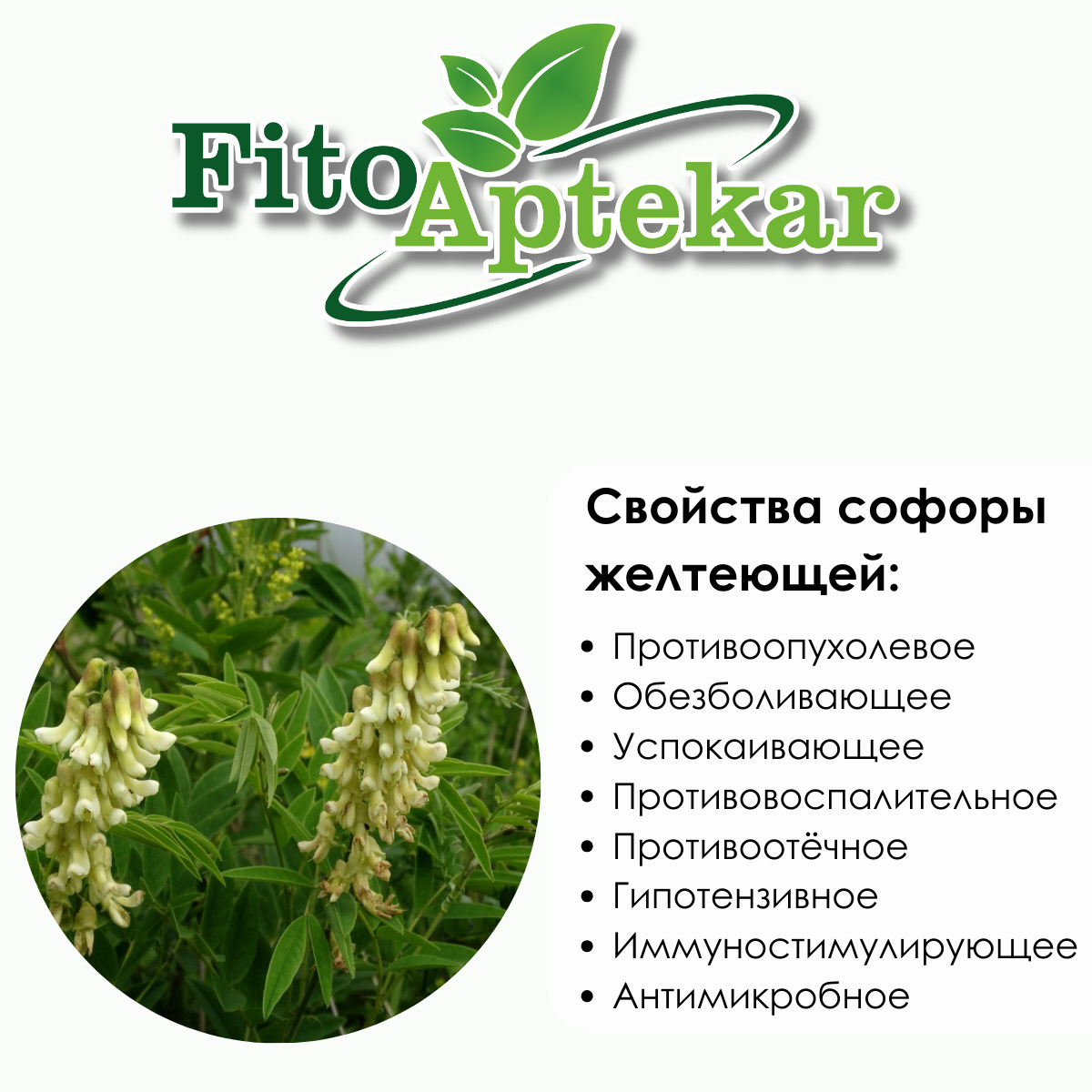 Картинки Софора желтеющая корень (кушень) Фито-Аптекарь, средняя фракция, против рака, при химиотерапии, от боли и асцита, 100г