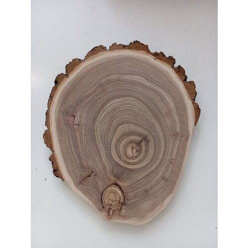 Спил дерева карагач, заготовка для поделок 23/20/2,0см