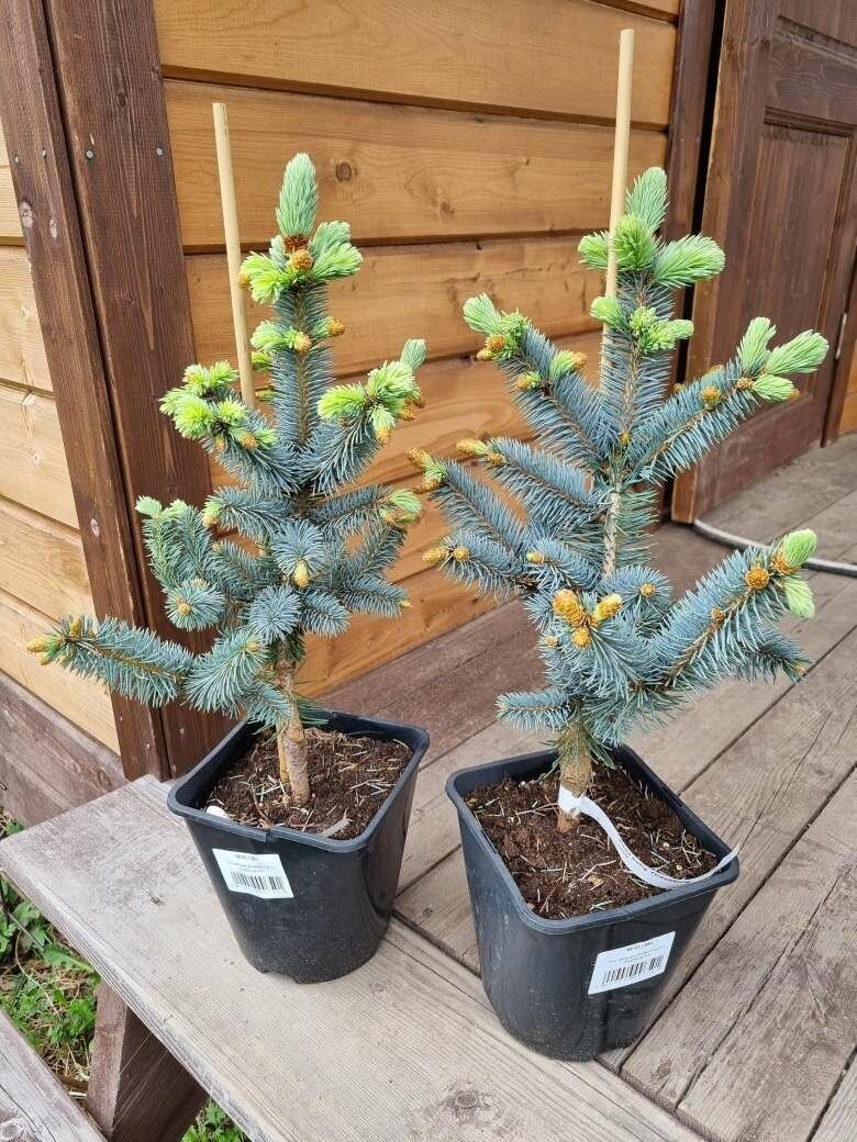 Ель колючая Олденбург (Picea pungens Oldenburg) h 40