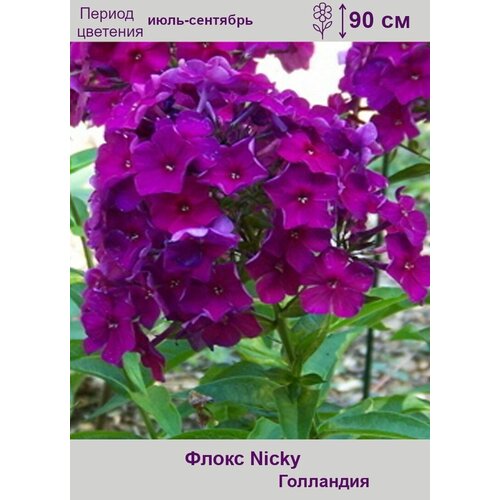 Флокс Ники (Nicky) 1 корень