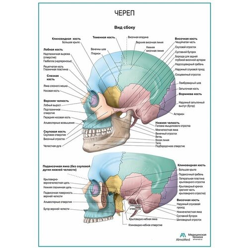 Череп. Вид сбоку плакат, глянцевая фотобумага от 200 г/кв. м, размер A1+