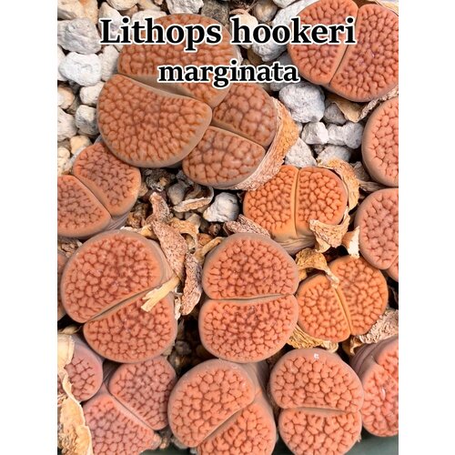 Литопсы Lithops hookeri v marginata (живые камни, суккуленты) набор для выращивания (семена, грунт, горшочек, инструкция по посеву).