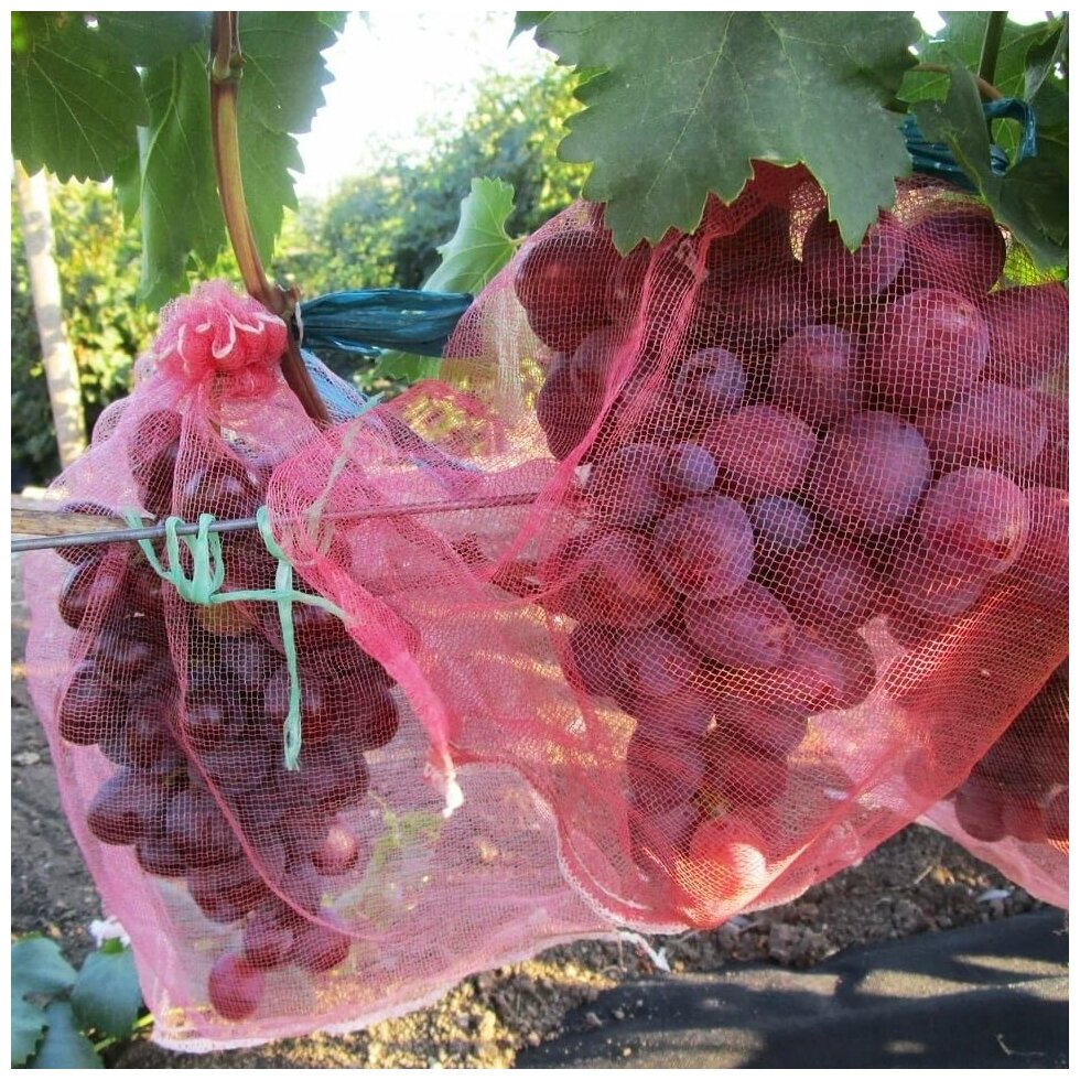 Мешочки для винограда Усиленные, сетки от ос и других вредителей 25х44 с завязками 25 шт - фотография № 11