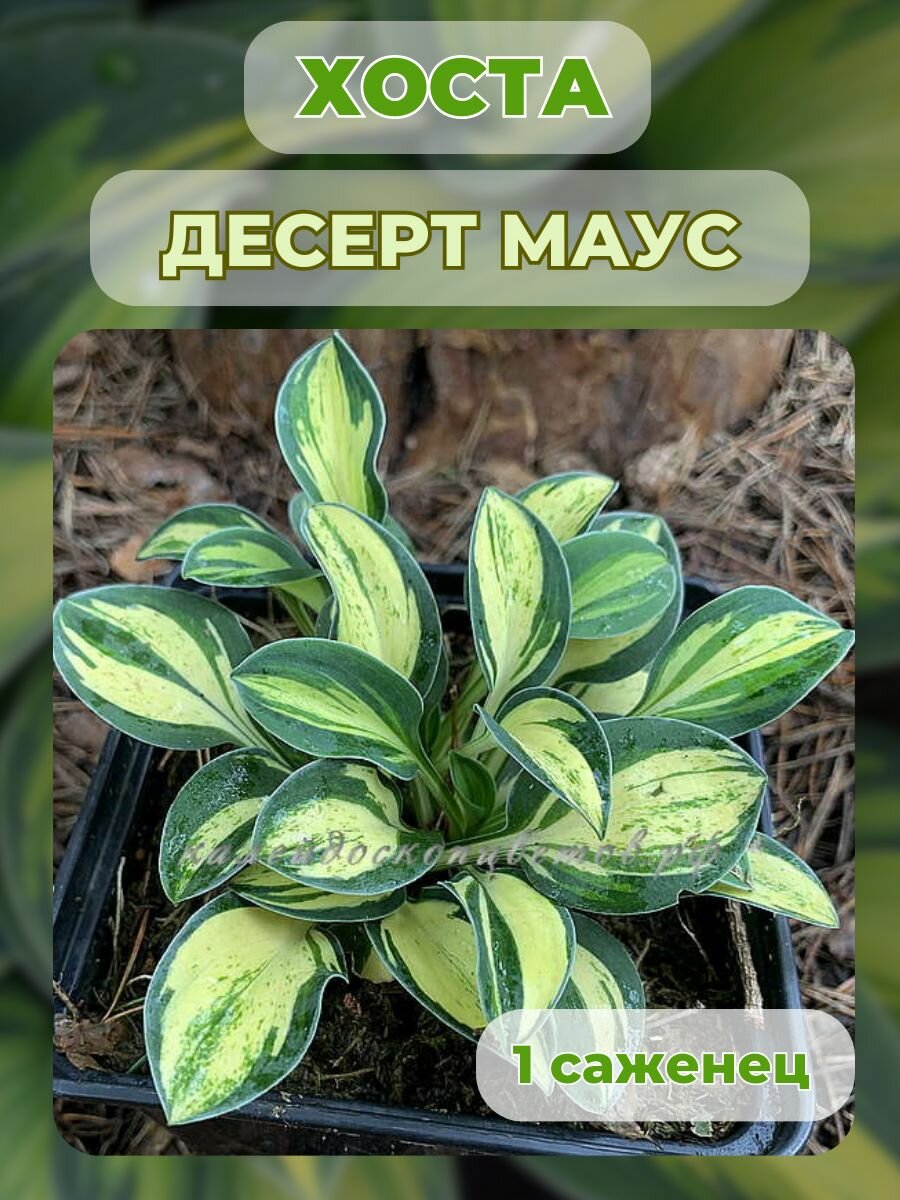 Хоста саженцы, хоста гибридная 1 штука
