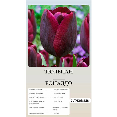 Тюльпан луковицы многолетних цветов