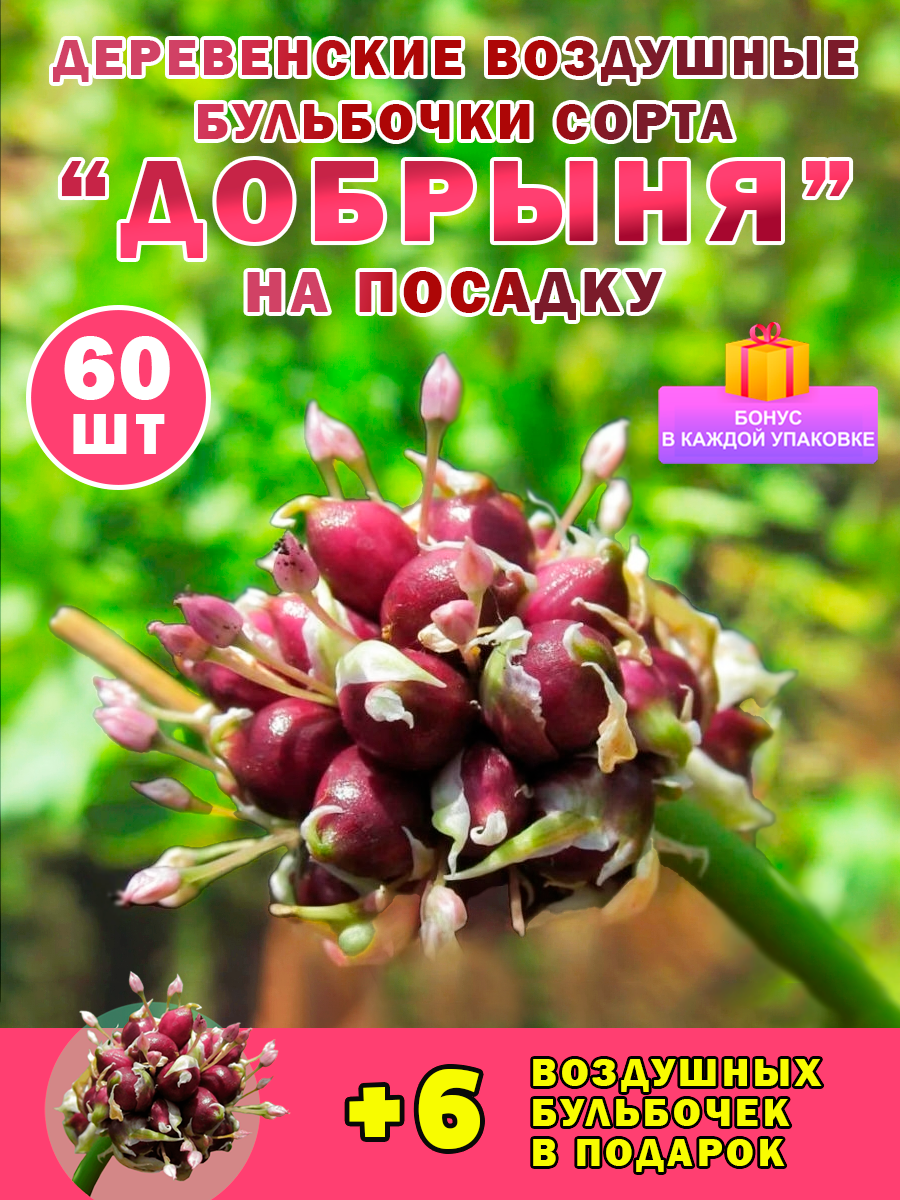 Семена чеснока на посадку бульбочки 60+6 шт в подарок