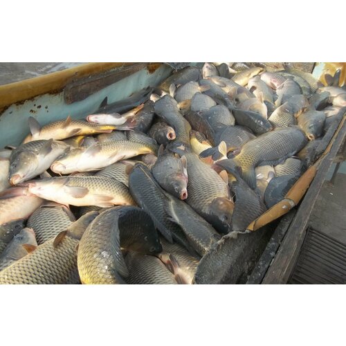 Мощный активатор клёва 