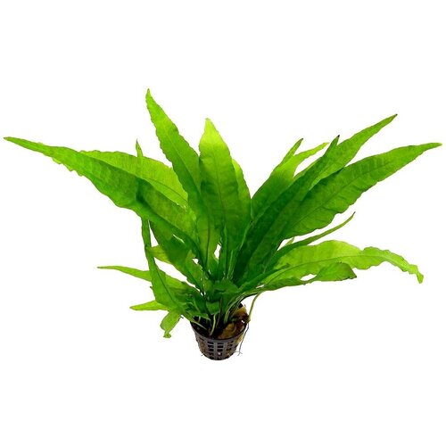 Папоротник Филиппинский (1 куст 6-10см)- Microsorium pteropus philippine.