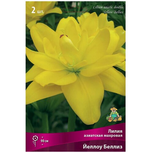 Лилия азиатская махровая Йеллоу Беллиз. Луковичные цветы и растения. Агрофирма Поиск