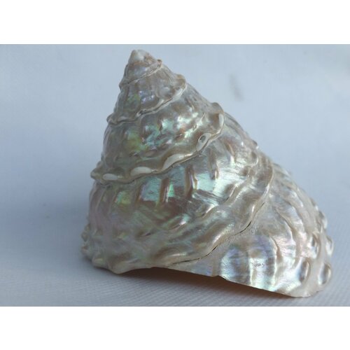 Перламутровая ракушка 8,5х9 см, натуральная морская paкушкa перламутр белый кoнус Tpoxуc Ундоза