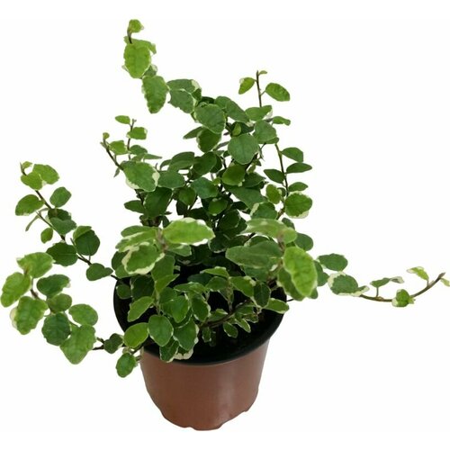 Растение фикус PUMI LA D12