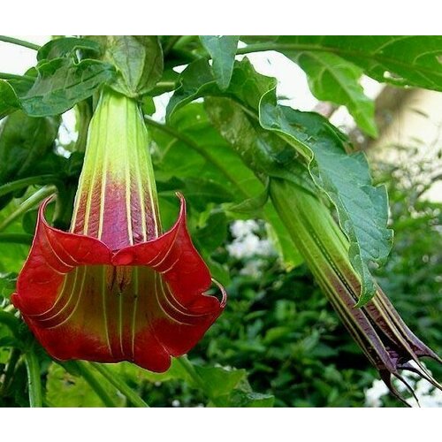 Семена Бругмансия Ред Энджелс 3 шт. 1 упаковка