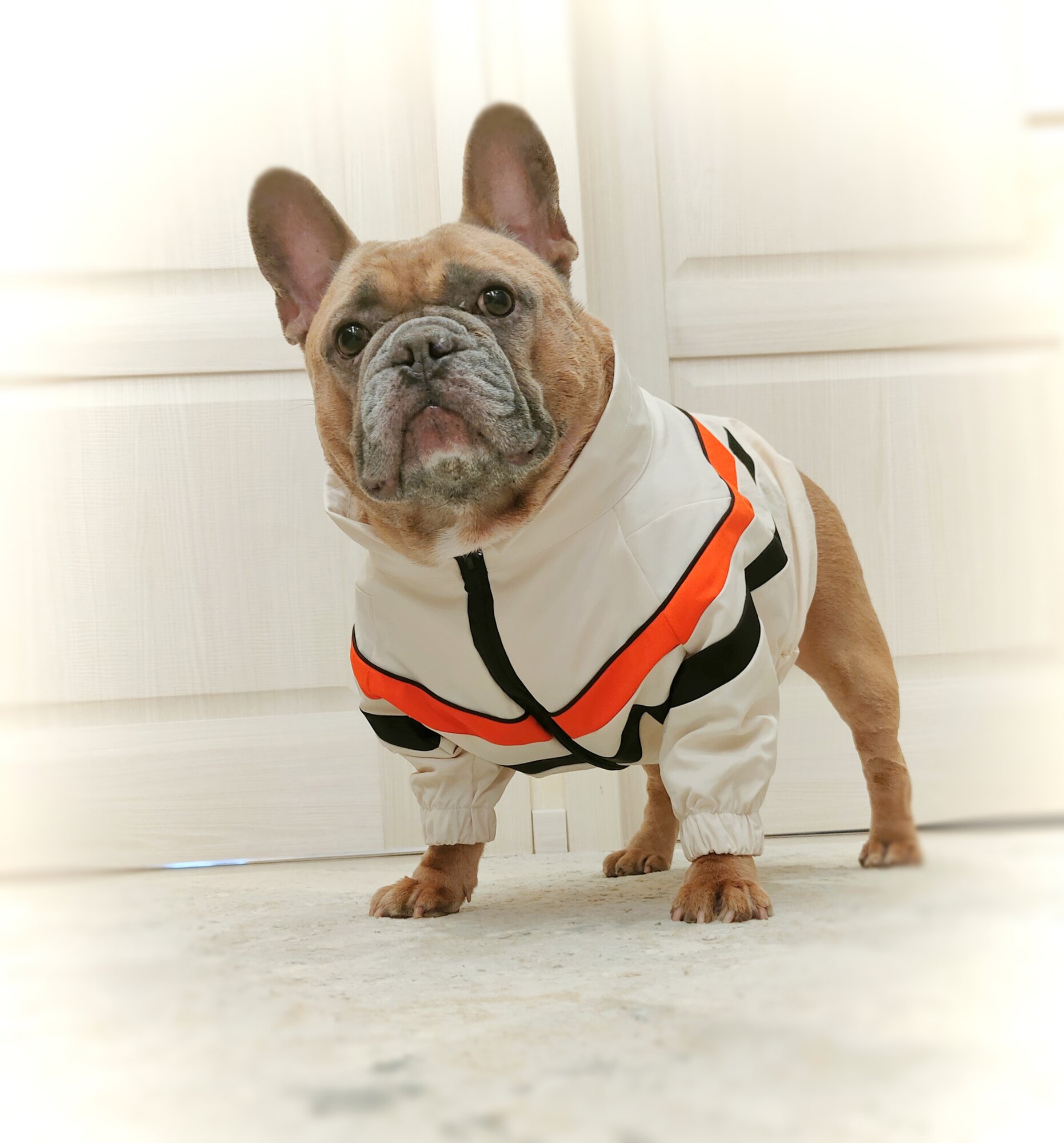 Одежда для собак/Куртка для собак средних пород/ Ветровка пыльник спортивная средних пород оранжевая/молочная/чёрная. Для собак средних пород. Размер L