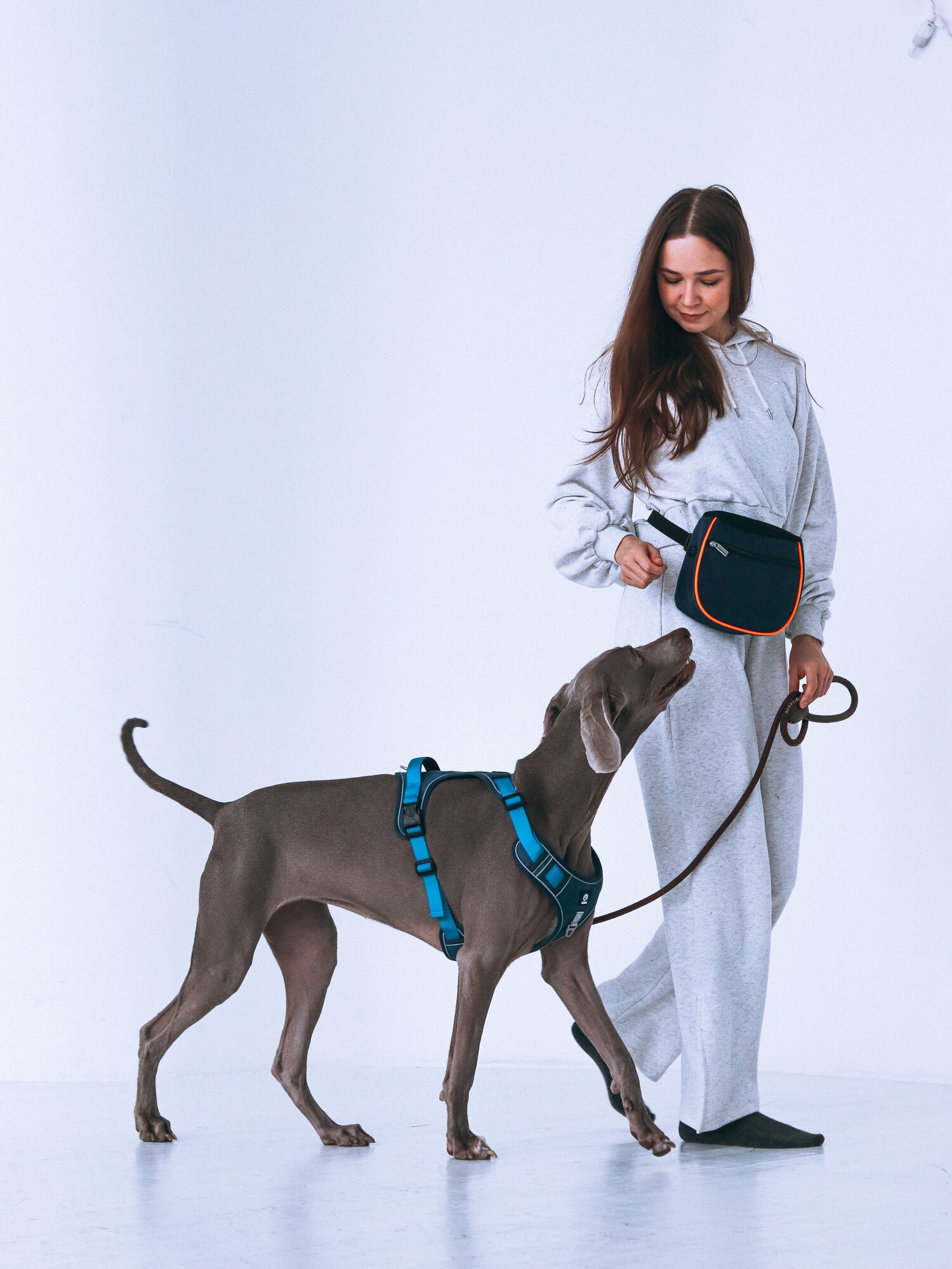 Шлейка синяя М для собак прогулочная Лилуша - фотография № 7