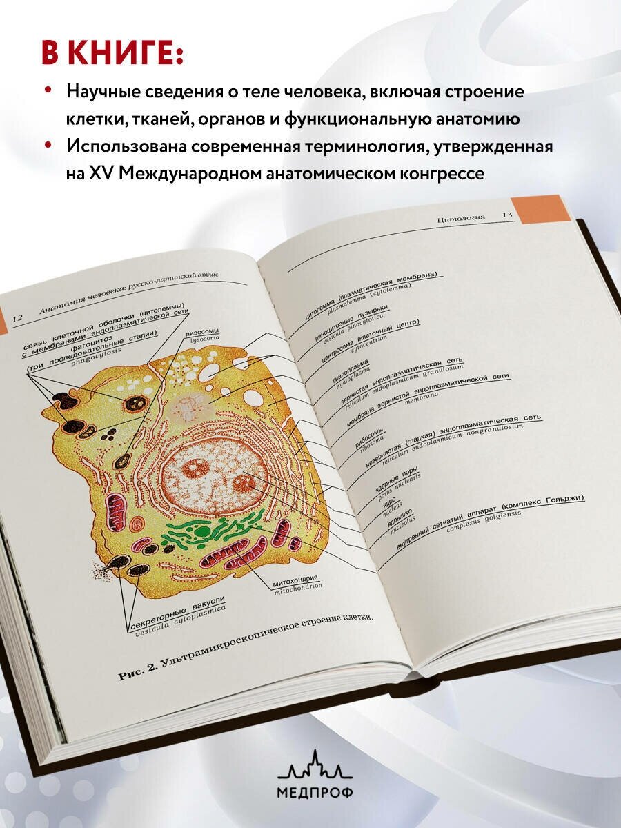 Анатомия человека. Русско-латинский атлас - фото №2