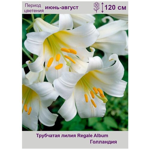 Лилия трубчатая Рэгале Альбум (Regale Album) луковицы 5 шт лилия ригейл альбум трубчатая 2 луковицы