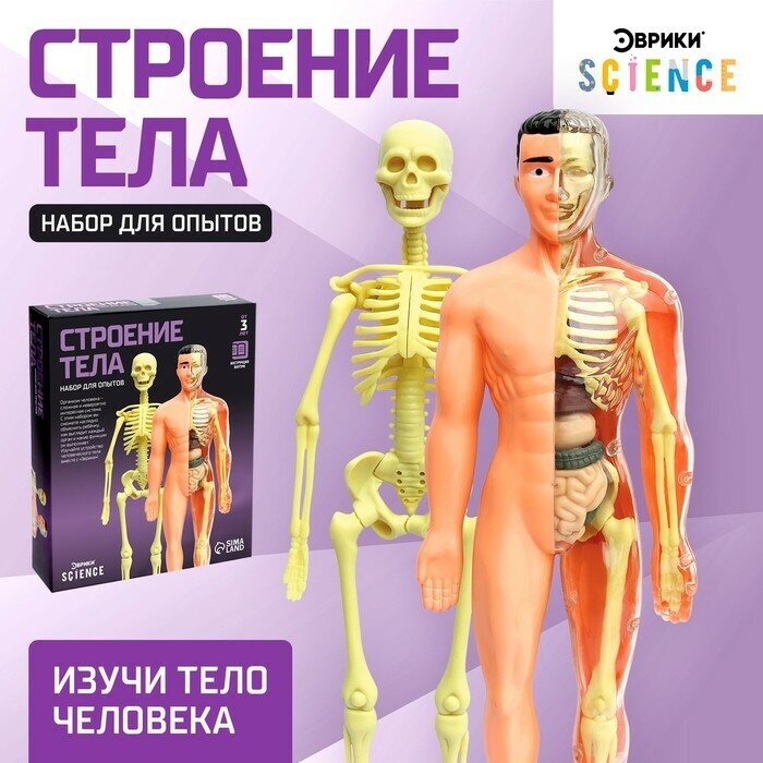 Набор для опытов Строение тела, анатомия человека 1 шт
