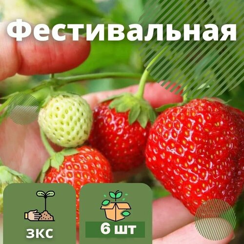 Клубника Фестивальная крупноплодная сладкая,6 штук саженцев в кассетах