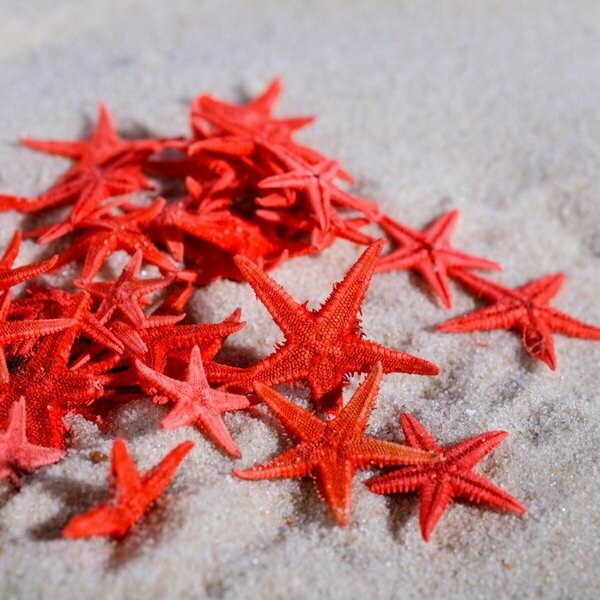Набор натуральных морских звезд, 1.5-2 см, 20 шт, красный