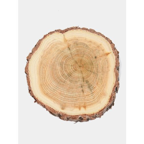 Спилы можжевельника, набор 4 штуки, диаметр 9-11 см. идеально отшлифованные с обеих сторон