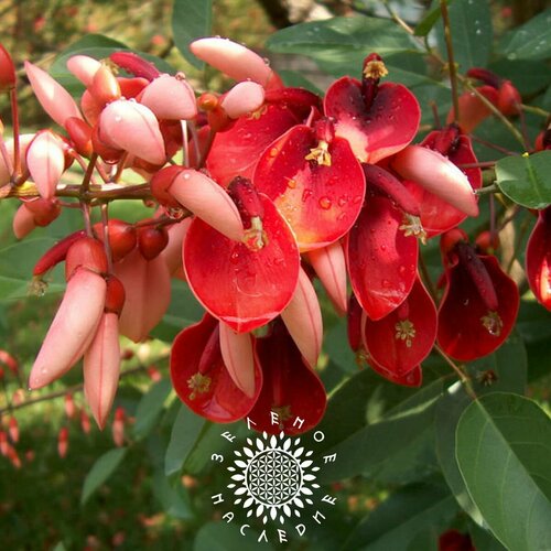 Семена Эритрина - Коралловое дерево - Петушиный гребень (лат. Erythrina crista-galli) 10шт