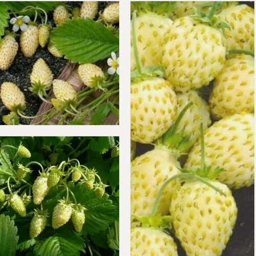 Изображение товара Комплект земляники "Лесное золото для малышей" из 3 сортов / морозостойкие