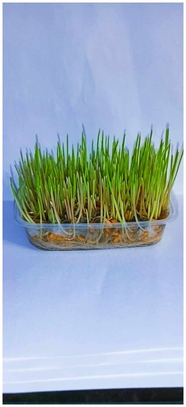 семена для проращивания трава для кошек птиц грызунов - фотография № 2