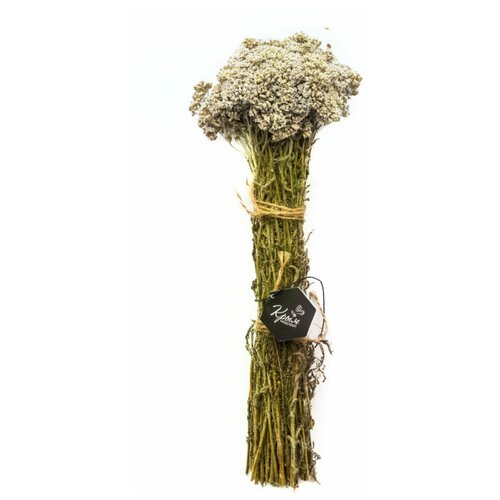 Тысячелистник в пучке