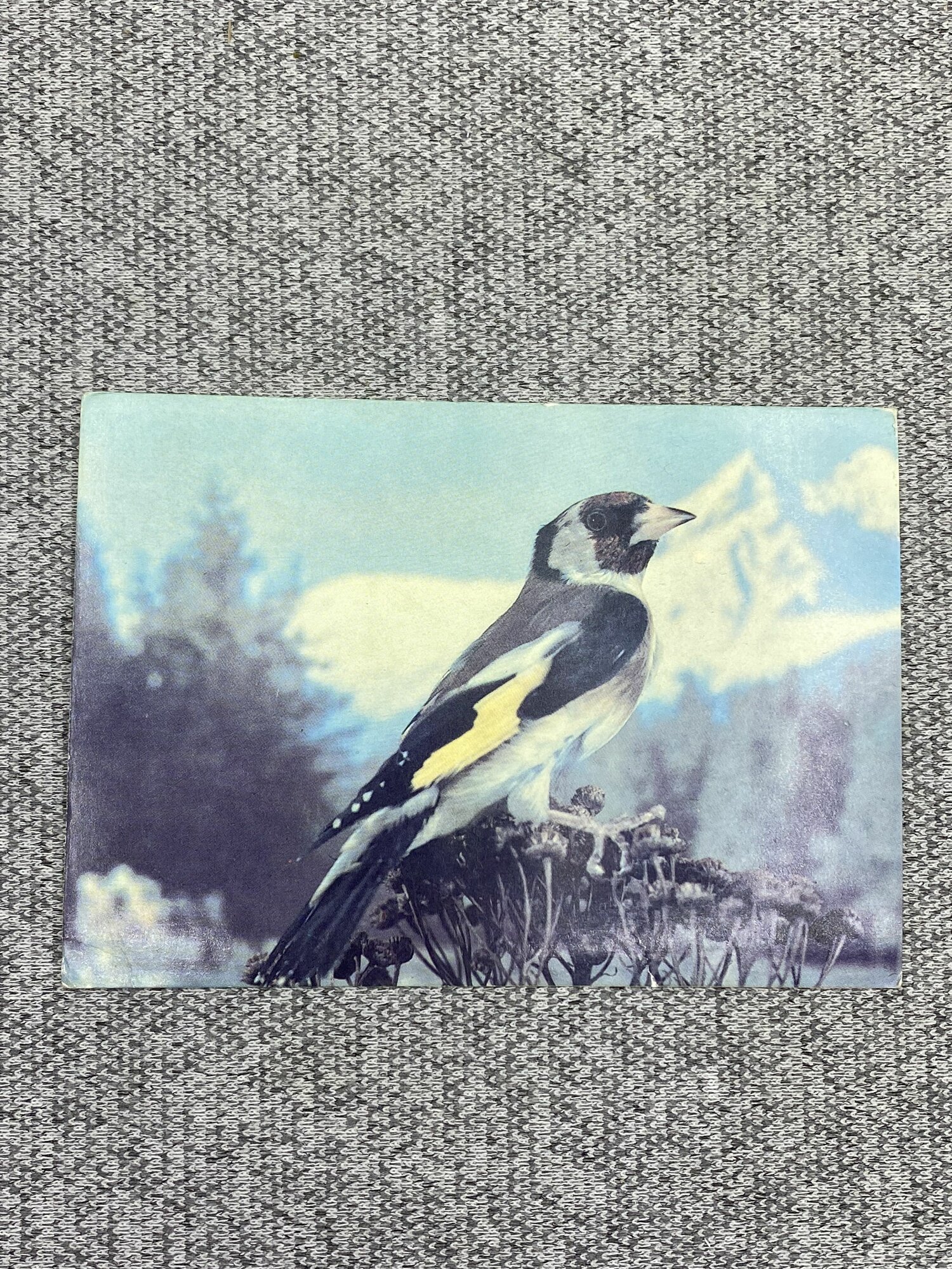 Почтовая открытка СССР - Птица щегол